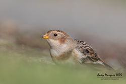 Snow Bunting photographed at L'Ancresse [LAN] on 26/10/2019. Photo: © Andy Marquis