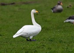 Whooper Swan photographed at Colin Best NR [CNR] on 14/11/2019. Photo: © Anthony Loaring