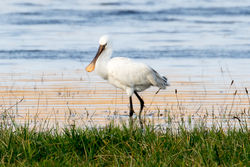 Spoonbill photographed at Claire Mare [CLA] on 24/12/2019. Photo: © Tim Maclure