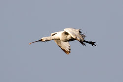 Spoonbill photographed at Claire Mare [CLA] on 24/12/2019. Photo: © Tim Maclure