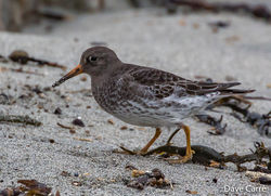 Purple Sandpiper photographed at Jaonneuse [JAO] on 14/1/2020. Photo: © Dave Carre