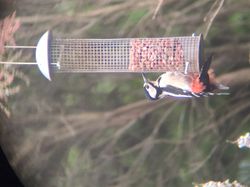Great Spotted Woodpecker photographed at Select location on 14/2/2020. Photo: © Shane Giles