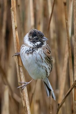 Reed Bunting photographed at Grands Marais/Pre [PRE] on 11/3/2020. Photo: © Rod Ferbrache