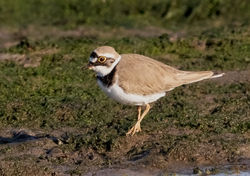 Little Ringed Plover photographed at Colin Best NR [CNR] on 18/3/2020. Photo: © Anthony Loaring