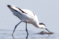 Avocet photographed at Colin Best NR [CNR] on 24/3/2020. Photo: © Tim Maclure