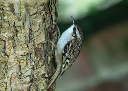 Short-toed Treecreeper photographed at St Peter Port [SPP] on 22/3/2020. Photo: © Mike Cunningham
