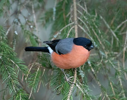 Bullfinch photographed at St Peter Port [SPP] on 2/4/2020. Photo: © Mike Cunningham