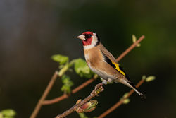 Goldfinch photographed at Bas Capelles [BAS] on 9/4/2020. Photo: © Rod Ferbrache