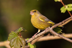 Greenfinch photographed at Bas Capelles [BAS] on 9/4/2020. Photo: © Rod Ferbrache