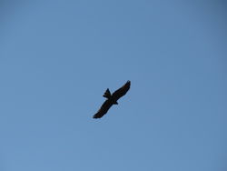 Black Kite photographed at Pleinmont [PLE] on 11/4/2020. Photo: © Mark Guppy