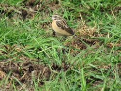 Whinchat photographed at La Grande Mare on 16/4/2020. Photo: © Tony Bisson