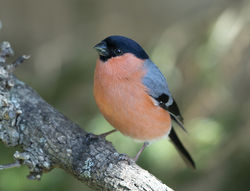 Bullfinch photographed at St Peter Port [SPP] on 19/4/2020. Photo: © Mike Cunningham