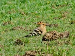 Hoopoe photographed at Rue des Mares, Torteval on 19/4/2020. Photo: © Mark Guppy