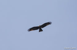 Black Kite photographed at Pleinmont [PLE] on 8/5/2020. Photo: © Dave Carre