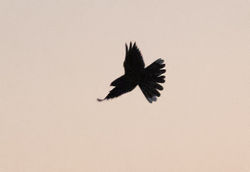 Nightjar photographed at Pleinmont [PLE] on 14/6/2020. Photo: &copy; Anthony Loaring
