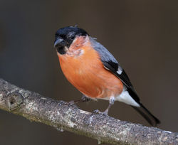 Bullfinch photographed at St Peter Port [SPP] on 25/6/2020. Photo: © Mike Cunningham