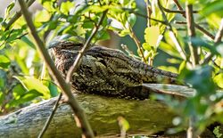 Nightjar photographed at Pleinmont [PLE] on 16/6/2020. Photo: &copy;  Rockdweller