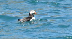Puffin photographed at Sark [SAK] on 12/7/2020. Photo: © Sue De Mouilpied