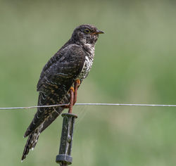 Cuckoo photographed at Rue des Bergers on 15/7/2020. Photo: © Dave Carre