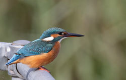 Kingfisher photographed at Vale Pond [VAL] on 1/8/2020. Photo: © Dave Carre