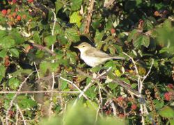 Melodious Warbler photographed at Pleinmont [PLE] on 2/9/2020. Photo: © Mark Guppy