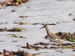 Pectoral Sandpiper photographed at Vazon [VAZ] on 5/9/2020. Photo: © Andy Marquis