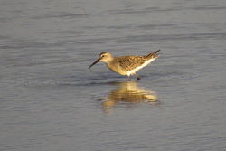 Curlew Sandpiper photographed at Claire Mare on 4/9/2020. Photo: © Mark Guppy