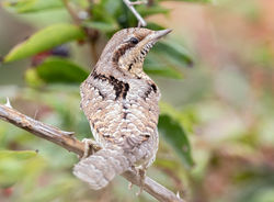 Wryneck photographed at Pleinmont [PLE] on 15/9/2020. Photo: © Dave Carre