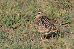 Dotterel photographed at Mt. Herault [MHE] on 21/9/2020. Photo: © Rod Ferbrache