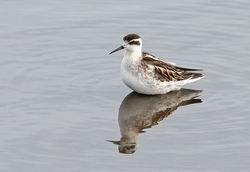 Red-necked Phalarope photographed at Vale Pond [VAL] on 1/10/2020. Photo: © Anthony Loaring