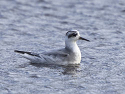 Grey Phalarope photographed at Claire Mare [CLA] on 28/10/2020. Photo: © Mike Cunningham