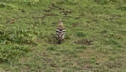 Hoopoe photographed at Rocque Poisson [ROQ] on 7/11/2020. Photo: © Rod Ferbrache