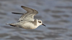 Grey Phalarope photographed at Claire Mare [CLA] on 27/10/2020. Photo: ©  Rockdweller