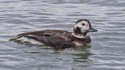 Long-tailed Duck photographed at Rocquaine [ROC] on 18/11/2020. Photo: ©  Rockdweller