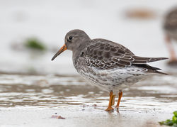 Purple Sandpiper photographed at Jaonneuse [JAO] on 21/11/2020. Photo: © Dave Carre