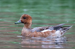 Wigeon photographed at Rue des Bergers [BER] on 2/12/2020. Photo: © Dave Carre