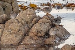 Purple Sandpiper photographed at Select location on 15/1/2021. Photo: © Rod Ferbrache