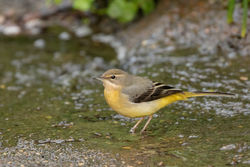 Grey Wagtail photographed at Petit Bot [BOT] on 18/1/2021. Photo: © Rod Ferbrache