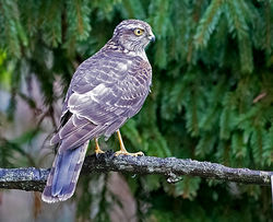 Sparrowhawk photographed at St Peter Port [SPP] on 30/1/2021. Photo: © Mike Cunningham