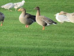 Pink-footed Goose photographed at Grande Mare [GMA] on 29/1/2021. Photo: © Tony Bisson