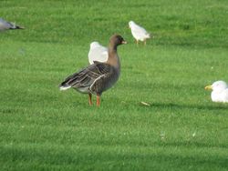 Pink-footed Goose photographed at Grande Mare [GMA] on 29/1/2021. Photo: © Tony Bisson
