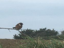 Stonechat photographed at Rue a Fresnes on 11/2/2021. Photo: © Linda Marsh