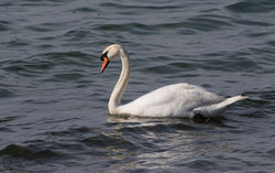 Mute Swan photographed at Rocque Poisson [ROQ] on 9/3/2021. Photo: © Anthony Loaring