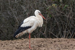 White Stork photographed at Les Petites Vallees, CAT [PVC] on 21/3/2021. Photo: © Dave Carre
