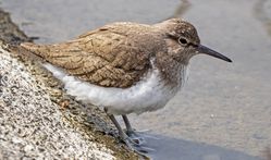 Common Sandpiper photographed at Reservoir [RES] on 1/4/2021. Photo: ©  Rockdweller