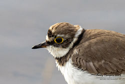 Little Ringed Plover photographed at Claire Mare [CLA] on 11/4/2021. Photo: © Andy Marquis
