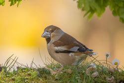 Hawfinch photographed at Bas Capelles [BAS] on 23/4/2021. Photo: © Rod Ferbrache