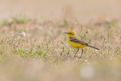 Yellow Wagtail photographed at Jaonneuse [JAO] on 26/4/2021. Photo: © Rod Ferbrache