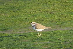 Little Ringed Plover photographed at Colin Best NR [CNR] on 3/5/2021. Photo: © Mark Guppy