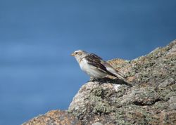 Snow Bunting photographed at Fort Hommet [HOM] on 8/4/2021. Photo: © Mark Guppy